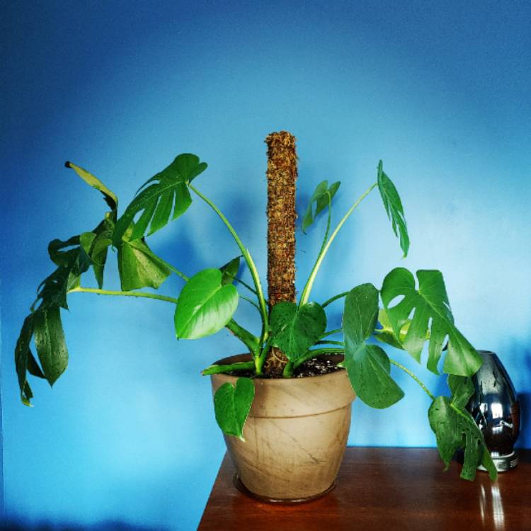 Plant image Monstera deliciosa 'Borsigiana'  syn. Monstera borsigiana