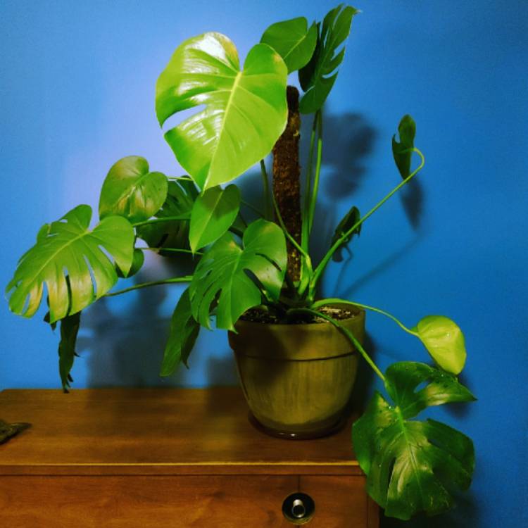 plant image 1453438 plant image 1453438