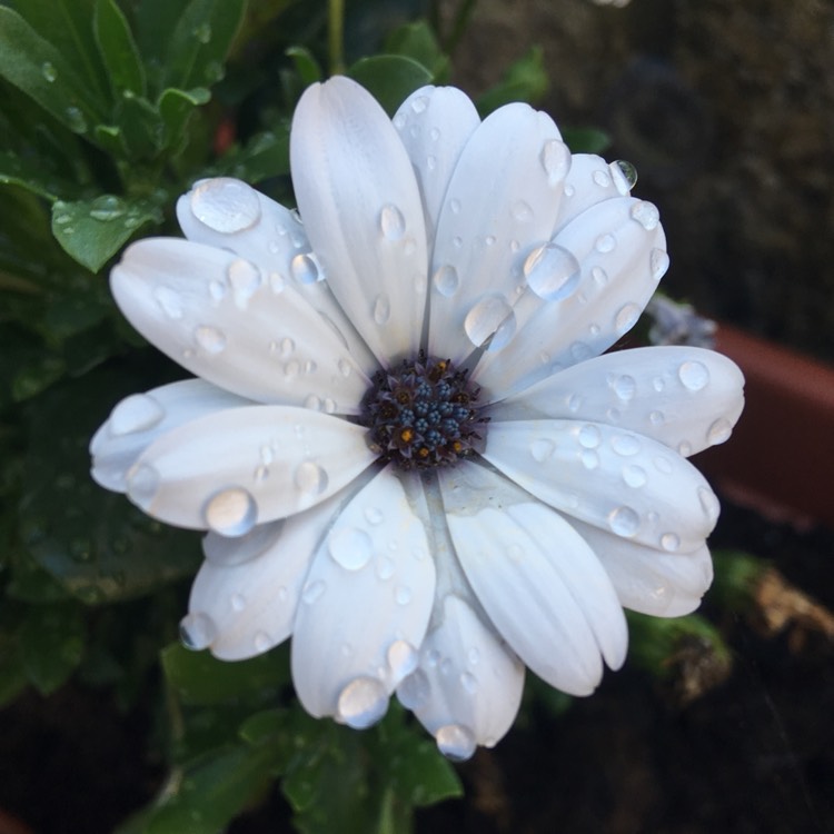 Plant image Osteospermum Ecklonis 'Akila White Purple Eye'
