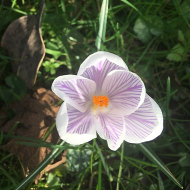 Laura's garden