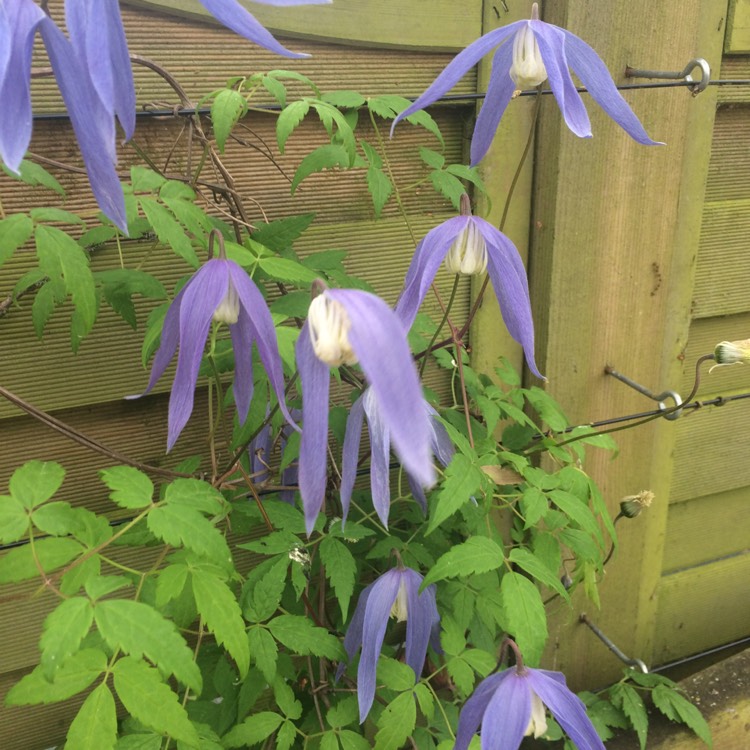 Plant image Clematis alpina 'Pamela Jackman'