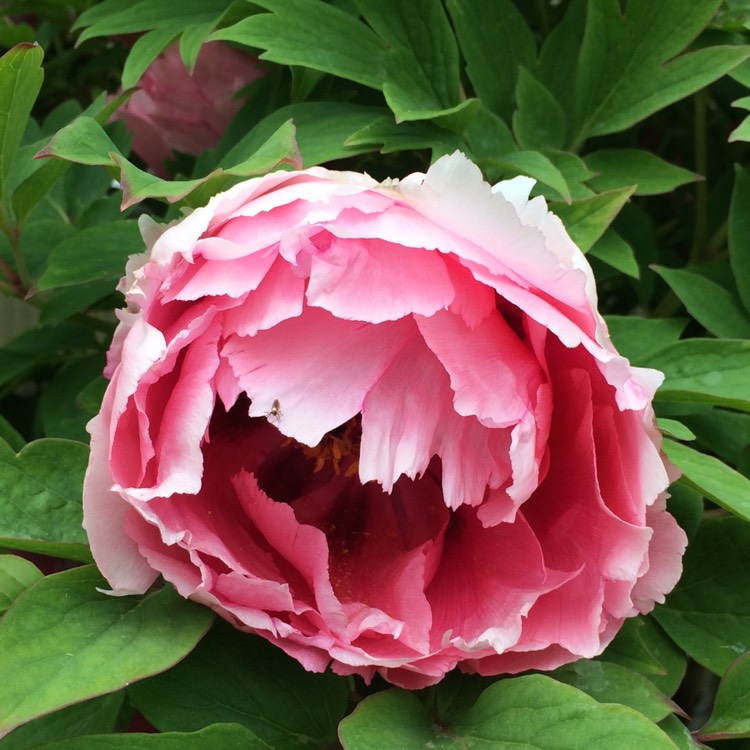 Plant image Paeonia x festiva 'Rosea Plena' syn. Paeonia officinalis 'Rosea Plena', Paeonia 'Old Double Rose'