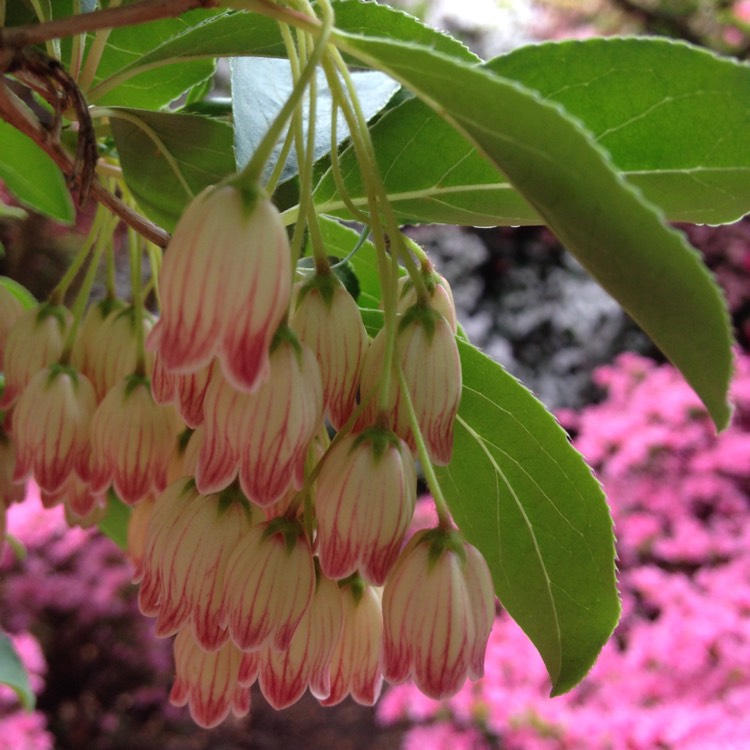 Plant image Enkianthus campanulatus