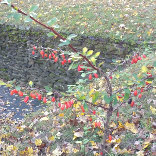 Plant image Berberis Thunbergii 'Orange Rocket' syn. Berberis thunbergii 'Painter's Palette'