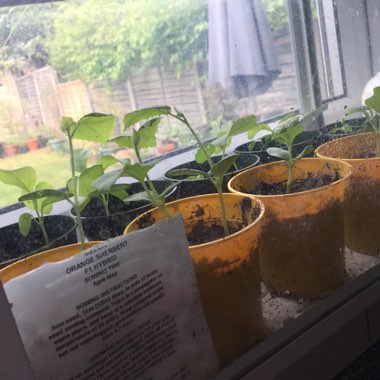 Belinda's garden