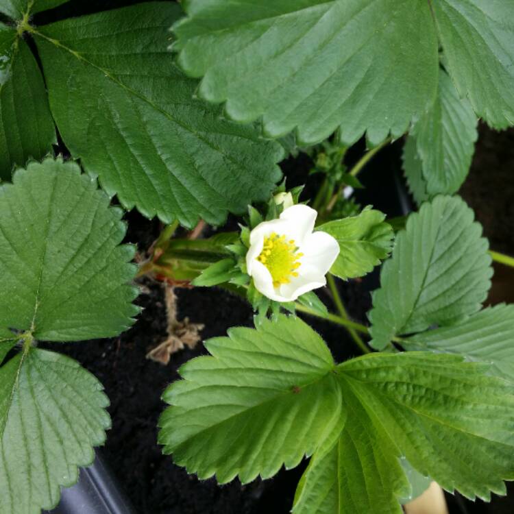 Plant image Fragaria x ananassa 'Honeoye'