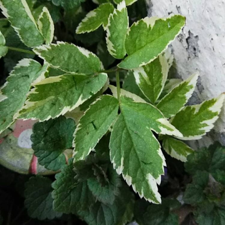 Plant image Aegopodium podagraria