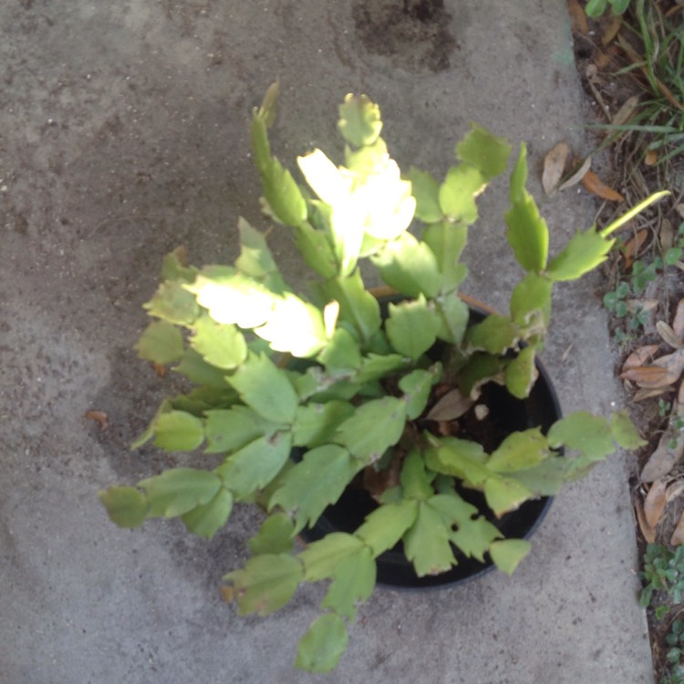 Plant image Schlumbergera truncata Vila Velha Brazil