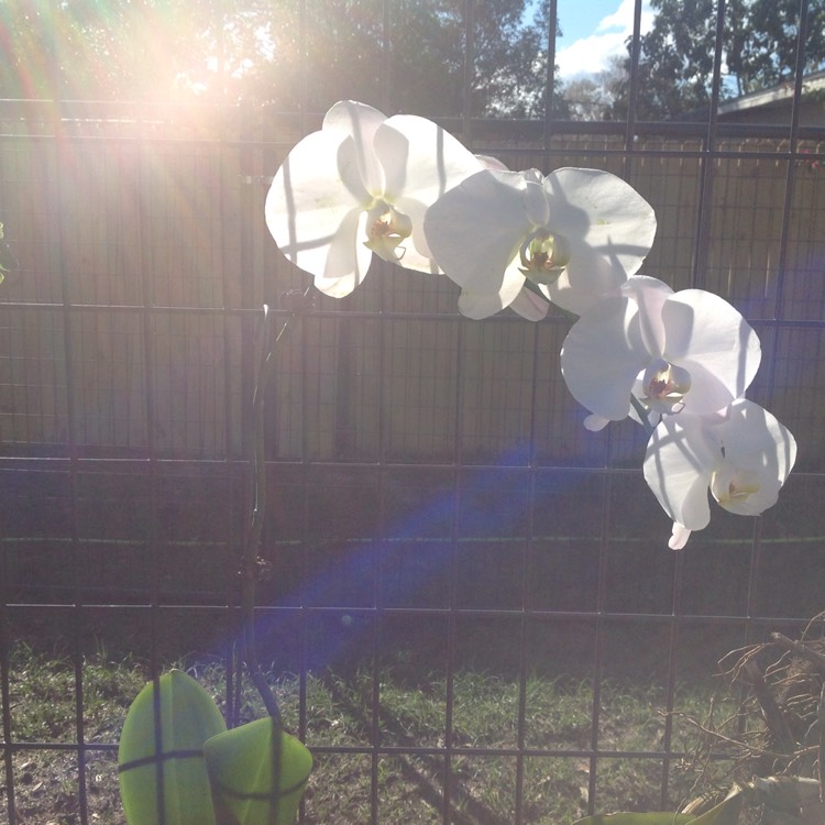Plant image Phalaenopsis 'Happy Girl'
