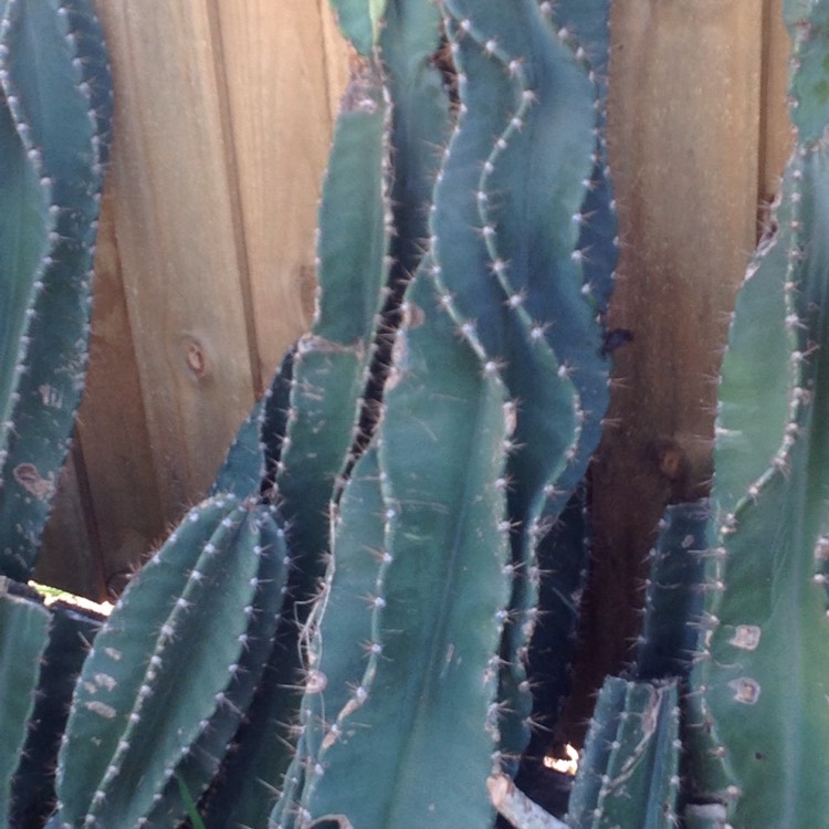 Plant image Carnegiea Gigantea