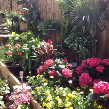 Robin's garden