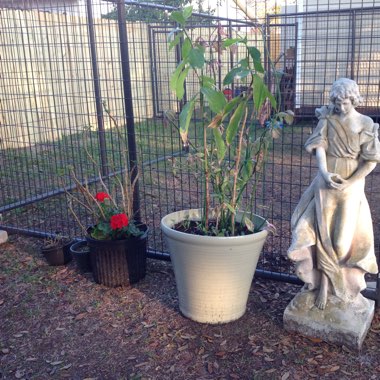 Robin's garden