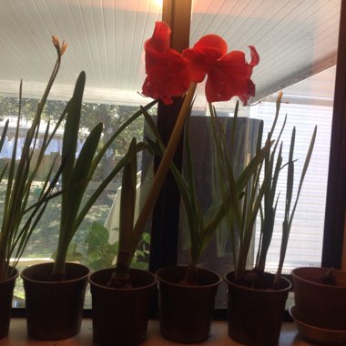 Hippeastrum (Amaryllis)