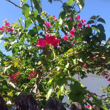 Bougainvillea