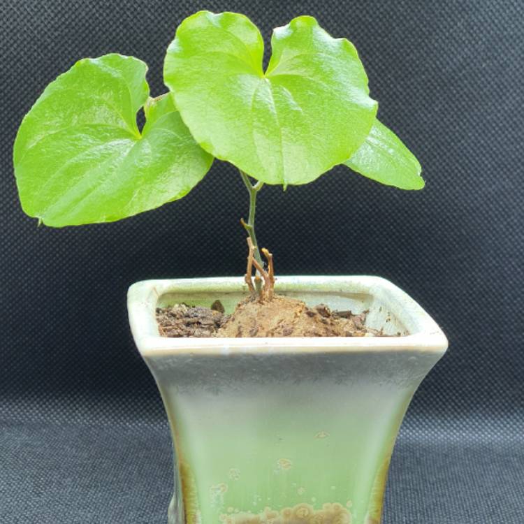 plant image 1389208