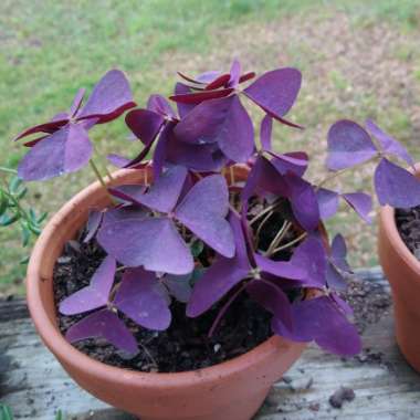 Purple False Shamrock