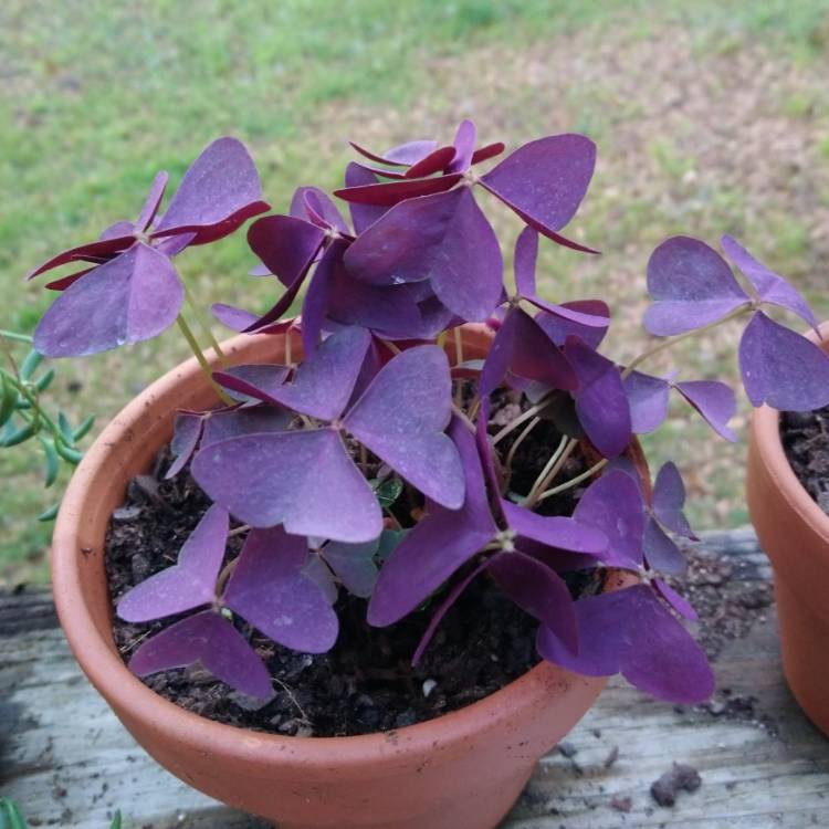 plant image 974022