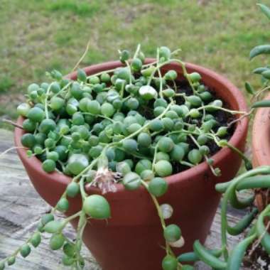 String of Pearls