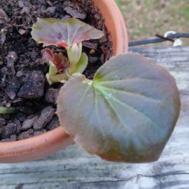 Wax Begonia