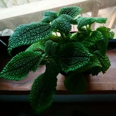 Friendship Plant 
