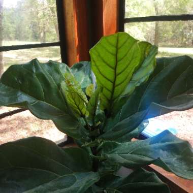 Fiddle Leaf Fig