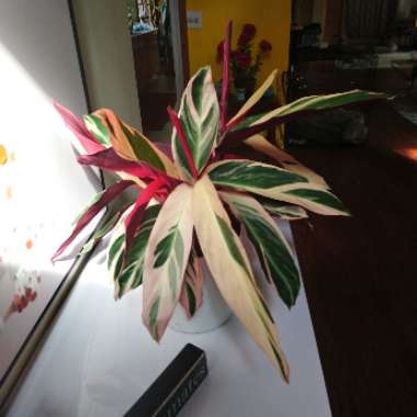 Bloody Stromanthe 'Triostar'