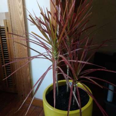 Colorama Dracaena