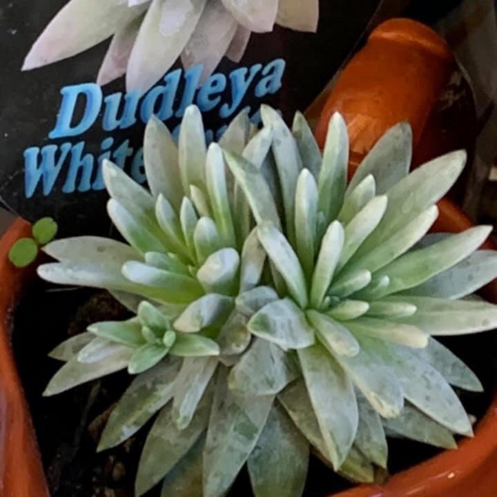 plant image 1344085 plant image 1344085