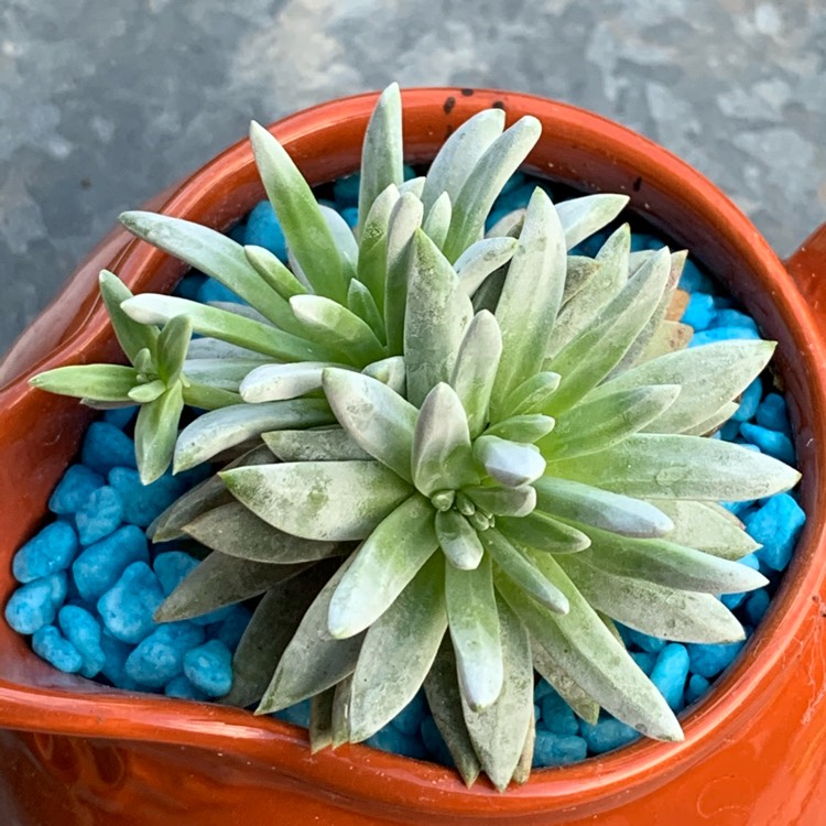 plant image 1344754 plant image 1344754