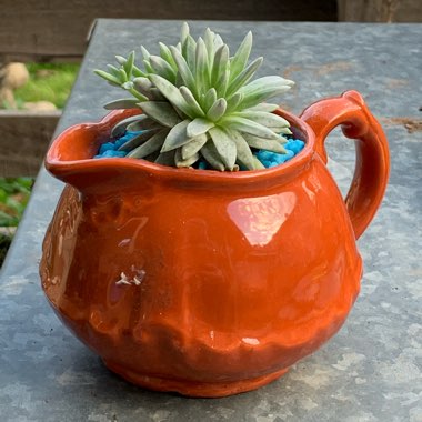 Dudleya gnoma 'White Sprite'