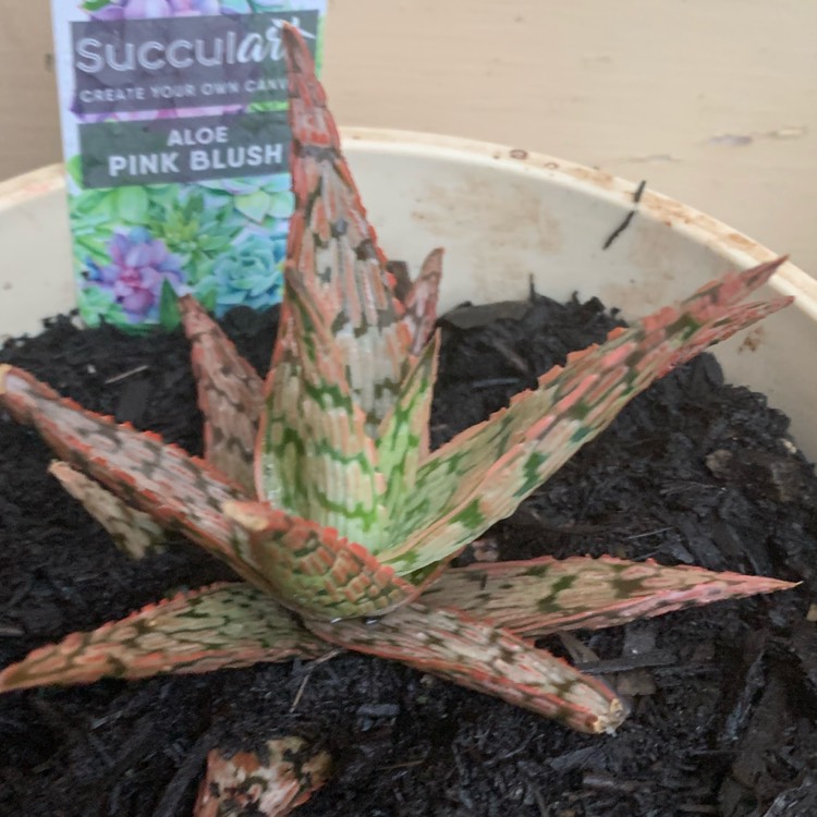 Plant image Aloe hybrid 'Pink Blush'