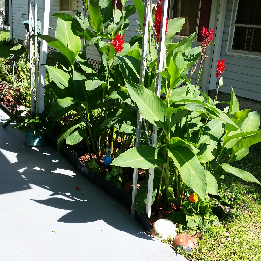 Plant image Canna 'Kreta' (Island Series)