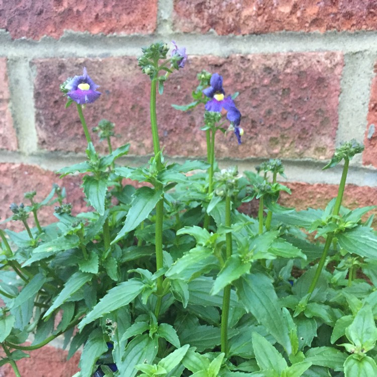 plant image 314596
