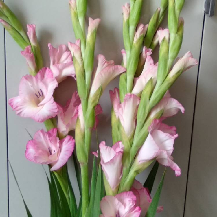 plant image 804666
