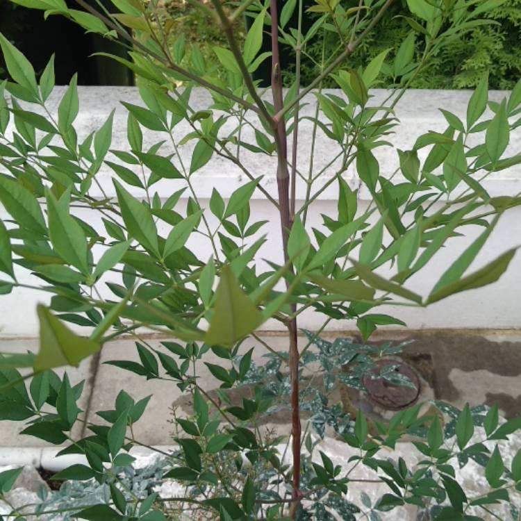 plant image 817648