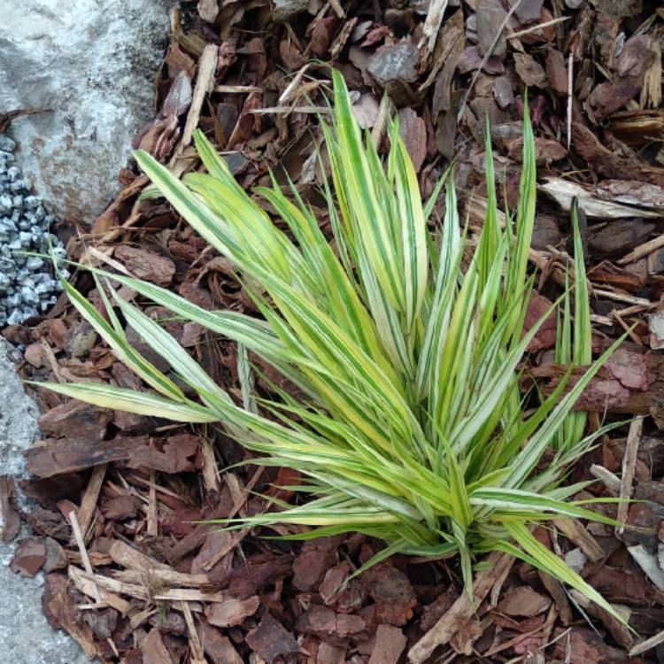 plant image 817650