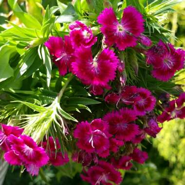 Sweet William