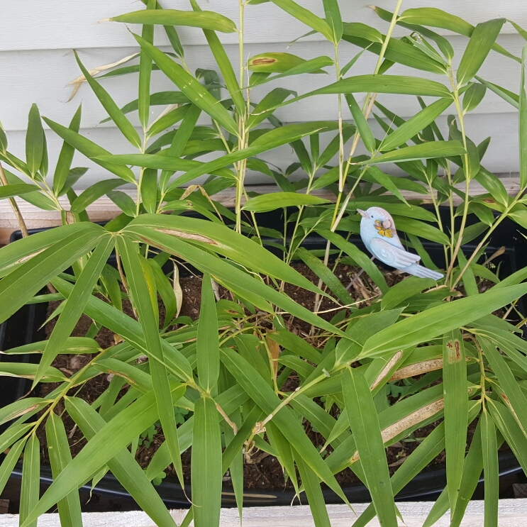 Plant image Bambusa shibataea 'Kumasaca'