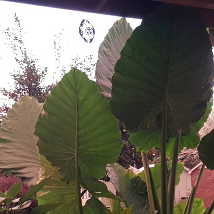 Plant image Alocasia