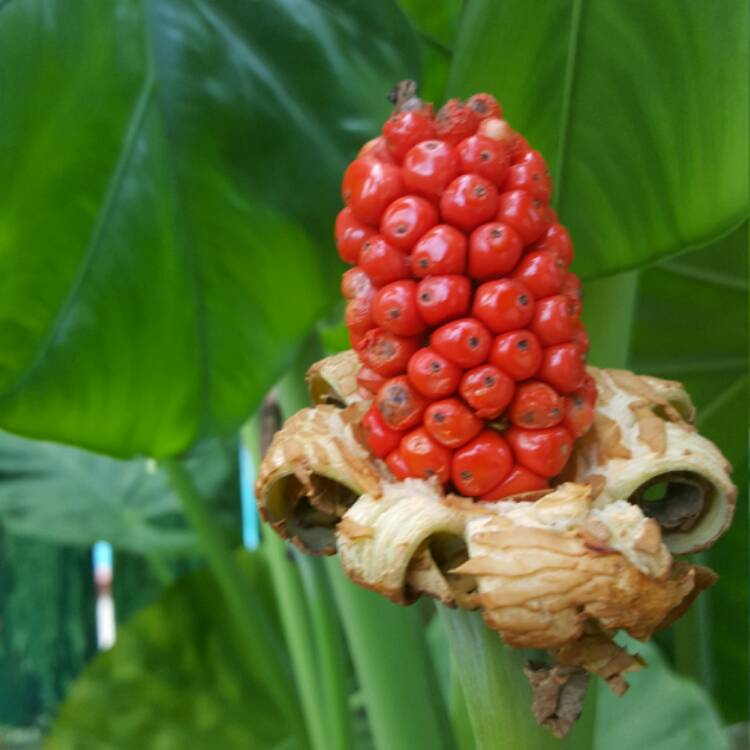 plant image 367254