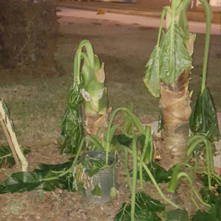 plant image 367260