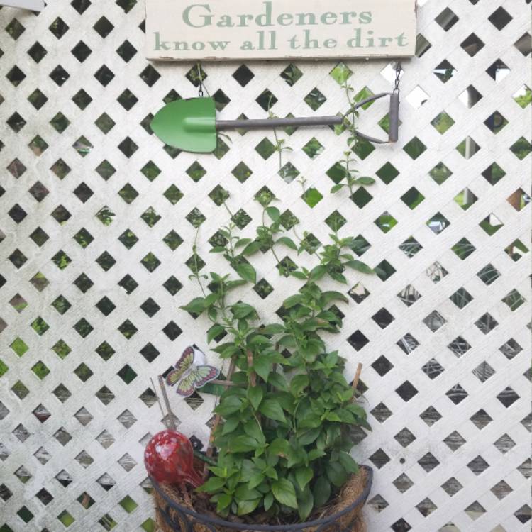 plant image 493871