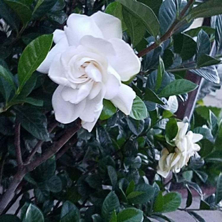 plant image 493872
