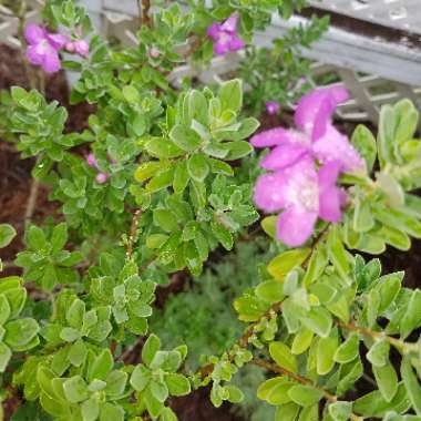 Leucophyllum frutescens