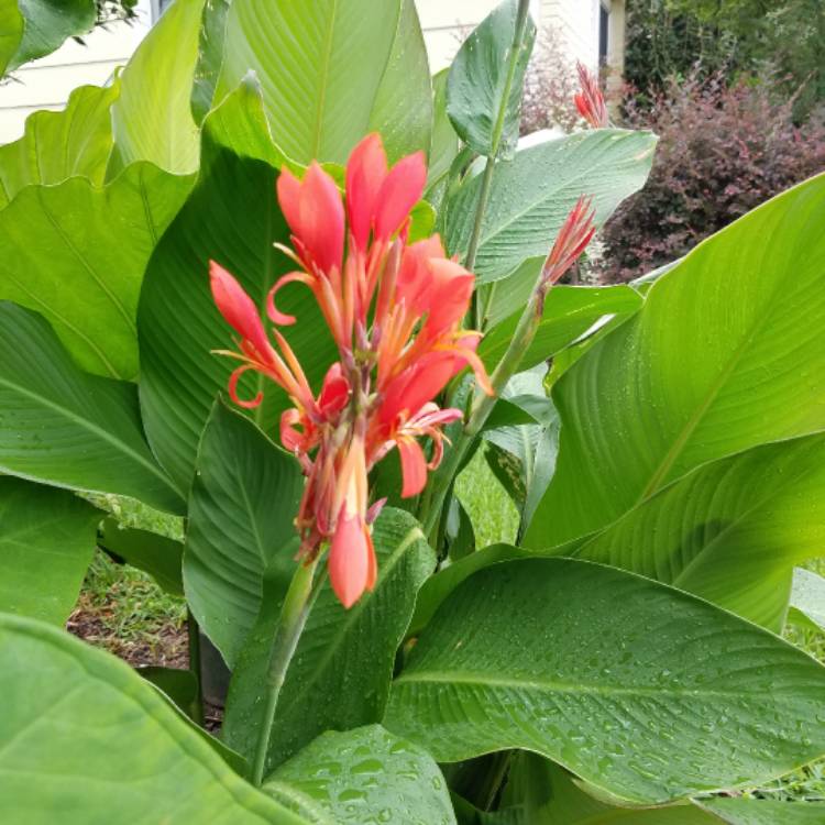 plant image 497538