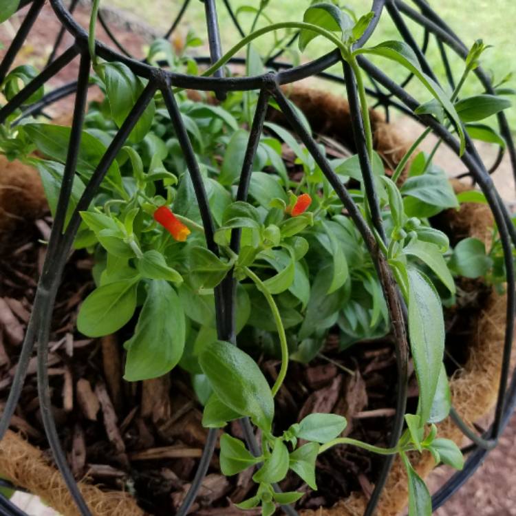 Plant image Manettia