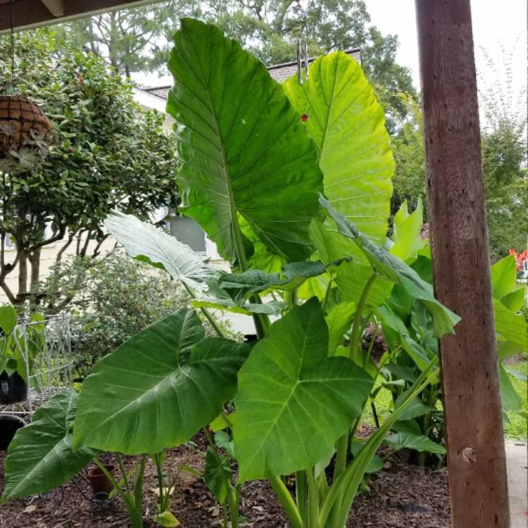 plant image 497633