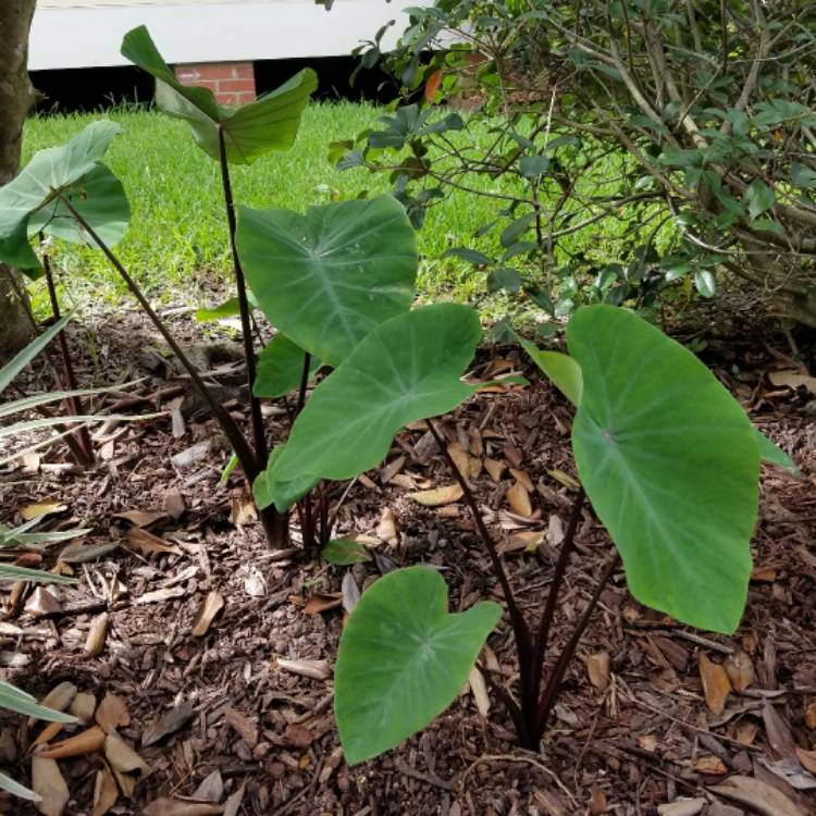 plant image 497634