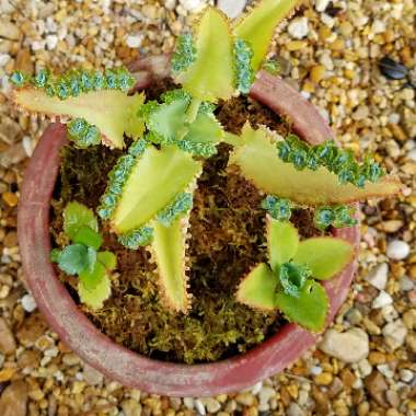Kalanchoe laetivirens