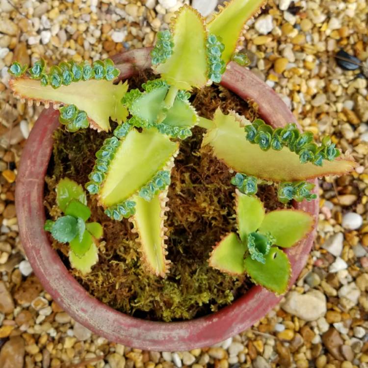 plant image 497649